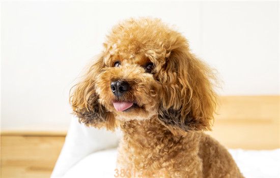 新手可以养哪些小型犬(图1)