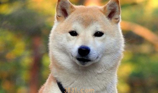 秋田犬幼犬怎样看品相(图1)