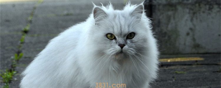 猫秋天掉毛正常吗 季节性掉毛不用太担心(图1)