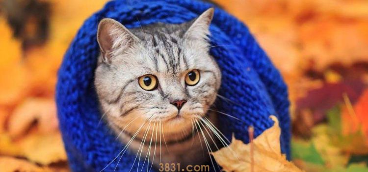 被猫咪抓了以后肿起来了 被抓咬后应如何正确处理伤口(图3)