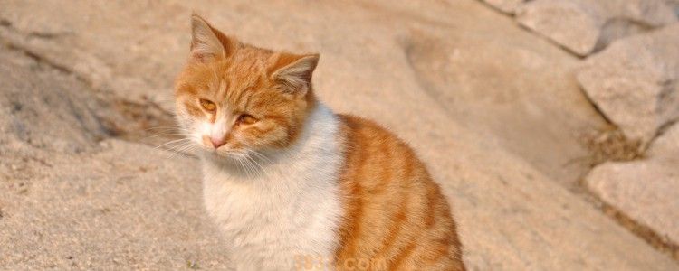 母猫绝育伤口愈合过程 愈合的过程你get了吗?(图1)