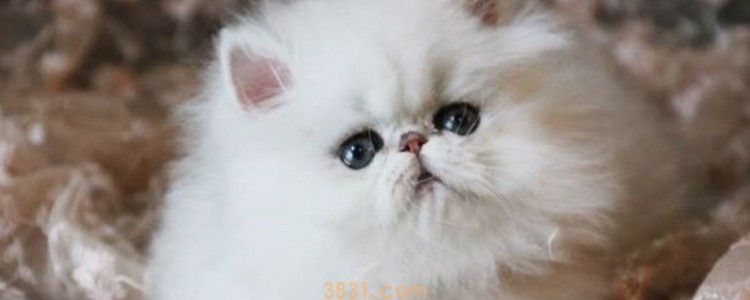 母猫摸到胎动多久生 胎动就是生产的信号啦!(图1)