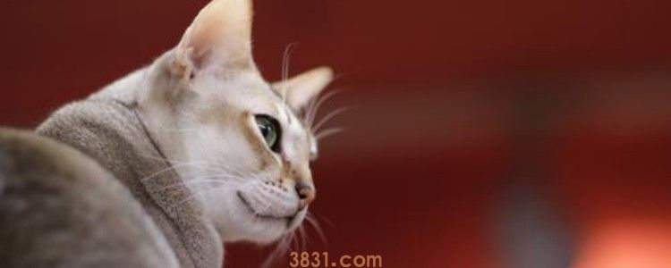 母猫尿血是什么原因 都尿血了还不赶紧治!(图1)