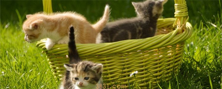 四个月的小猫可以出猫粮吗 幼猫所需的营养需求比较高(图1)