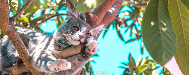 猫抓了一下没有出血 也要做消毒处理吗?(图2)
