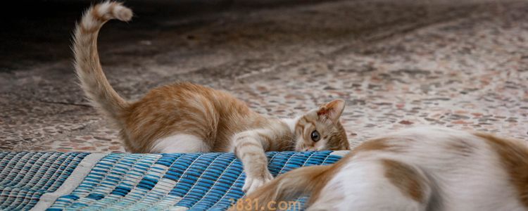 被野猫抓伤了怎么处理伤口 伤口处理好比打针更重要!(图1)