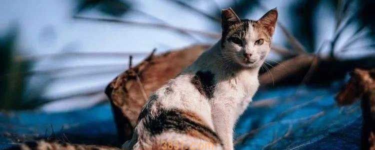 被野猫抓伤怎么办 必须打针吗?(图2)