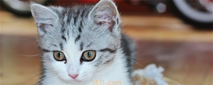三个月的小猫可以吃鸡胸肉吗 给小猫吃鸡胸肉要注意什么(图1)