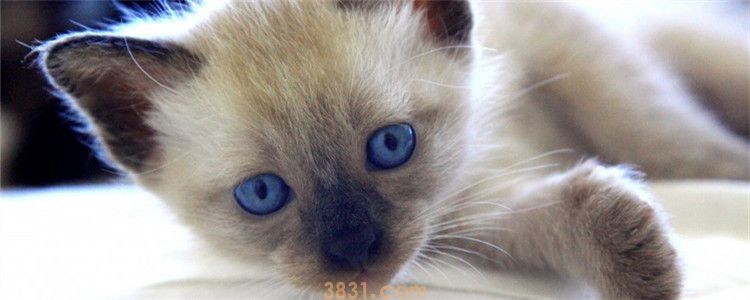 四个月的小猫怎么养 饮食健康尤其需要注意(图1)