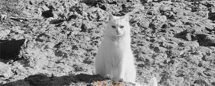 猫为什么不能埋在土里 把猫埋在土里有哪些危害(图1)