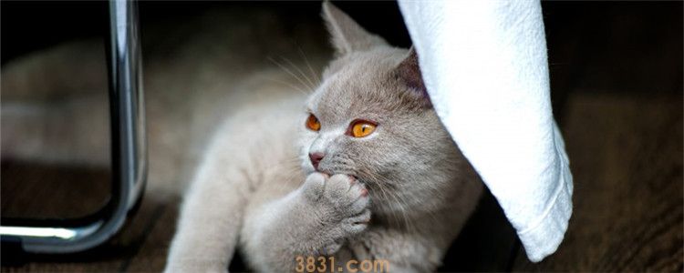 猫不喝水怎么办 其实大部分的猫都不爱喝水(图1)