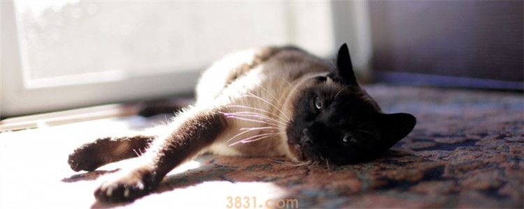 猫不吃饭不拉屎快一周 猫咪是生病了吗?(图1)