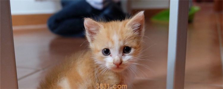 猫一次可以吃多少鸡肝 给猫吃鸡肝是好还是坏(图1)