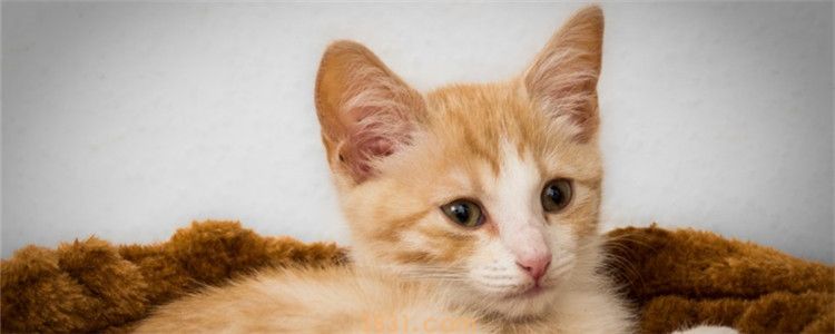 猫一天能吃几只虾 给猫吃虾要注意什么(图1)