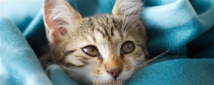 猫saa检测是什么 猫saa检测有什么用(图1)