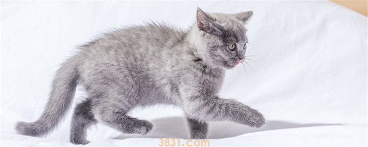 猫后腿无力但能吃能喝 猫是不是受伤了?(图1)