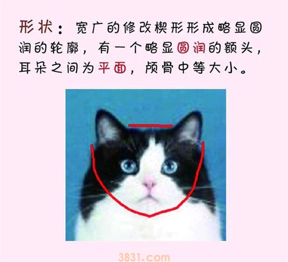 猫发腮前后对比 所有的猫都会发腮吗(图1)