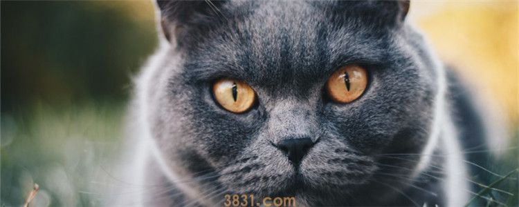 猫发腮前后对比 所有的猫都会发腮吗(图2)
