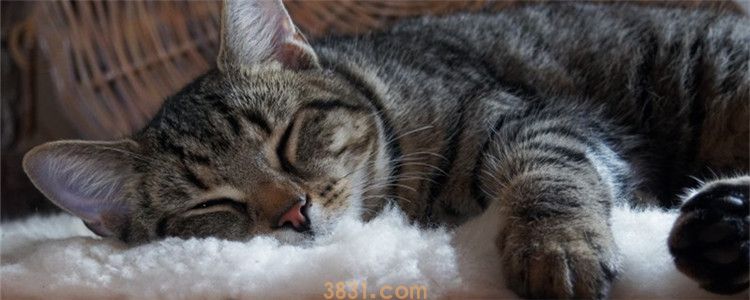 猫半夜不睡觉上蹿下跳 猫晚上都不用睡觉的咩(图1)