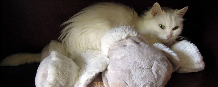 猫传腹肚子硬还是软 猫咪肚子胀大千万不能忽视(图1)