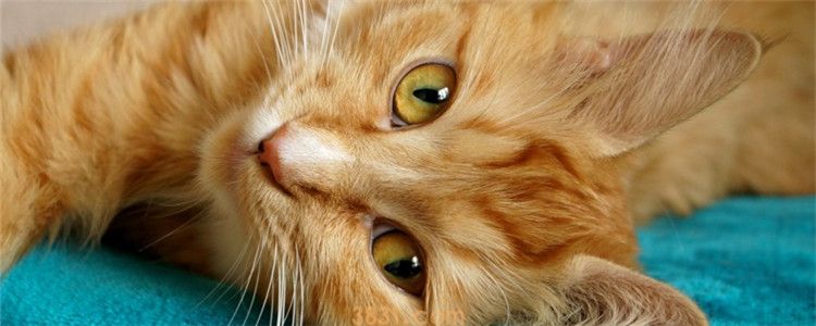 猫传腹猫咪的眼睛变化 猫传腹的症状是什么(图1)