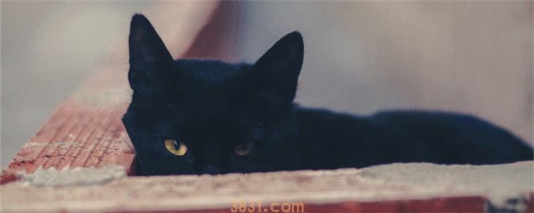 猫为什么怕红色 猫其实不怕红色(图1)