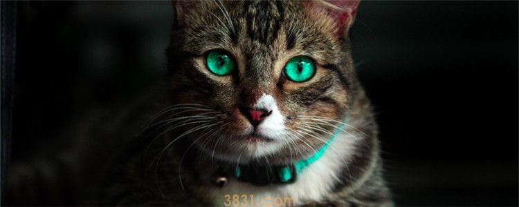 猫为什么不能戴铃铛 给猫戴铃铛有必要吗(图1)