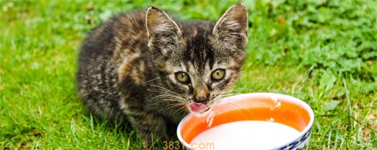 猫吃耗子药解毒小妙招 猫咪不小心误食了耗子药怎么办?(图1)