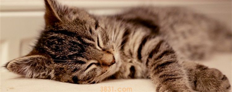 猫吃了儿童感冒药死了 猫为什么不能吃儿童感冒药(图1)