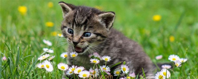 猫可以吃石榴吗 最好不要喂猫吃石榴(图1)