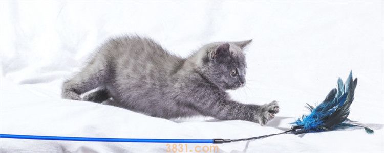 猫咪不吃化毛膏咋办 原来不是所有的猫都喜欢吃化毛膏(图1)