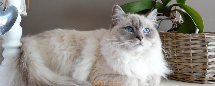 猫要刷牙吗 怎么给猫刷牙?(图1)
