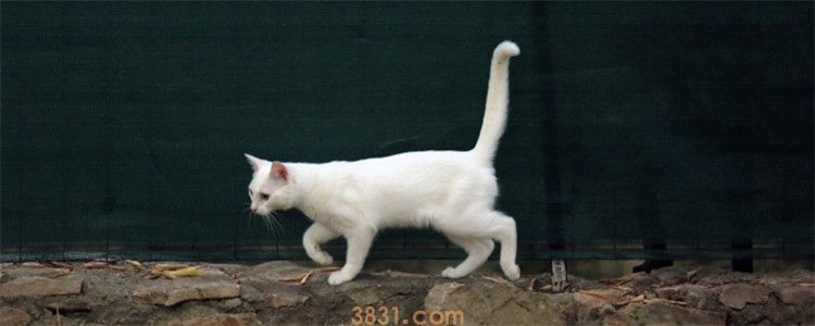 猫咪弓背是什么原因 猫咪弓背的原因是什么(图1)