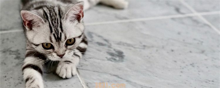 猫咪寄养会想主人吗 猫是外冷内热的典型代表(图1)