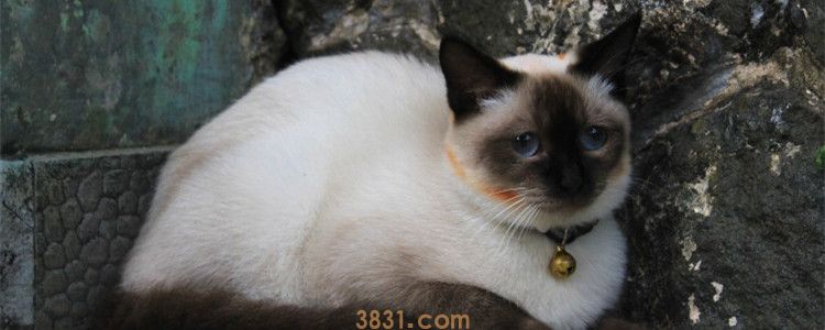 猫咪呕吐黄水是猫瘟吗 猫咪为什么会吐黄水(图1)