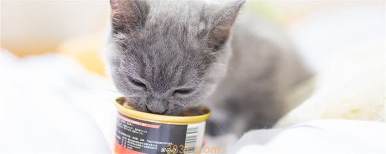 猫咪可以天天吃罐头吗 猫咪的主食最好以猫粮为主(图1)
