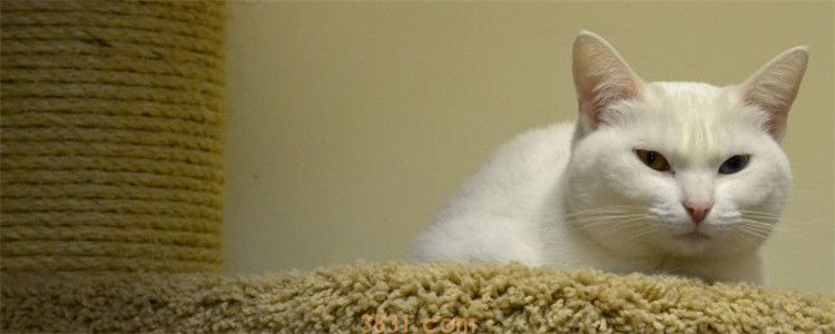 猫咪可以吃石榴吗 给猫咪吃石榴会怎么样(图1)