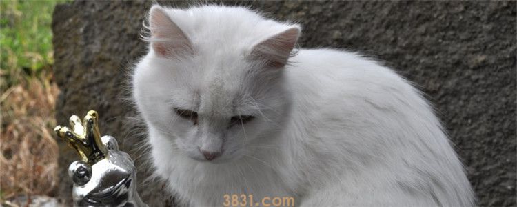 猫咪便秘拉不出来怎么办 如何改善猫咪便秘的情况(图1)