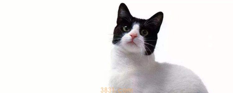 怎么给猫掏耳朵 给猫咪掏耳朵的方法你都学会了吗(图1)