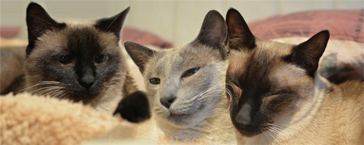 猫的狂犬病的几率有多大 狂犬病不可治愈只能预防(图1)