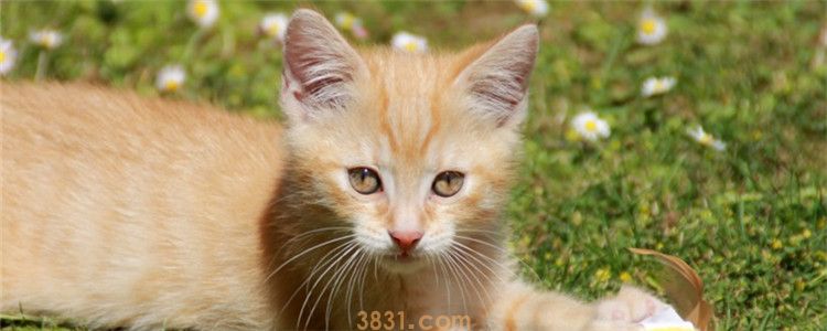 猫的狂犬病的几率大吗 一定要给猫做好疫苗工作(图1)