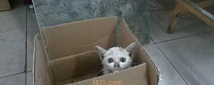 流浪猫身上的寄生虫会钻进人皮肤吗(图1)