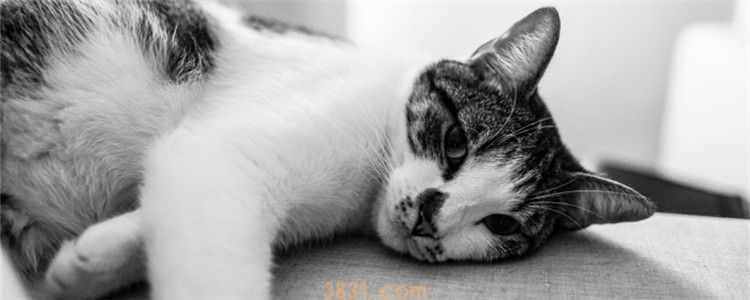 猫咪鼻子上有黑痂 黑色的痂是猫咪的鼻屎吗(图1)