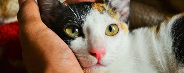 猫咪黑下巴用什么药膏 猫咪黑下巴要怎么治疗才好(图1)