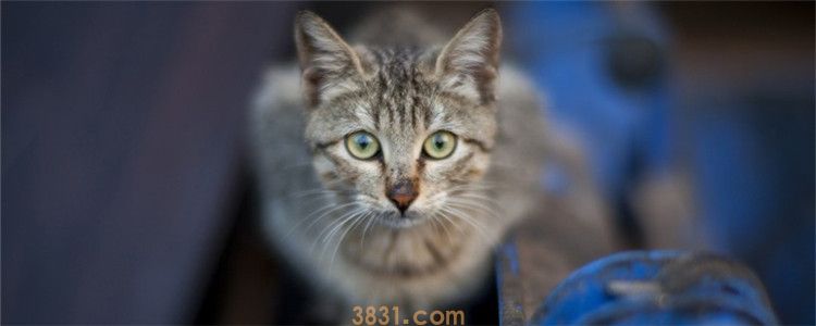 猫咪身上长红疹 猫咪是得皮肤病了吗(图1)