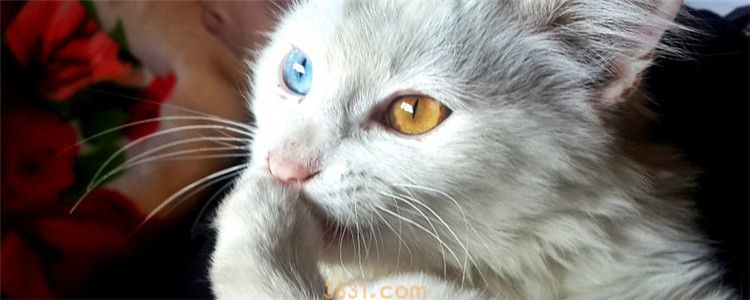 猫咪舔自己是怎么回事 猫咪是不是有洁癖(图1)