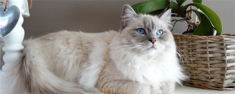 猫咪能吃石榴吗 人吃的水果就不要乱喂了(图1)