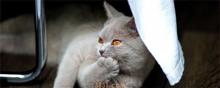 猫咪咳嗽像是卡了什么东西一样 猫咪是感冒了还是怎么了(图1)