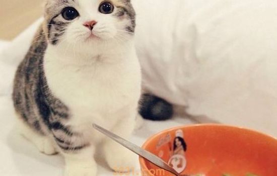 猫三联多久打一次 看完你就知道了(图1)