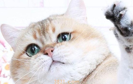 猫三联多久打一次 看完你就知道了(图2)